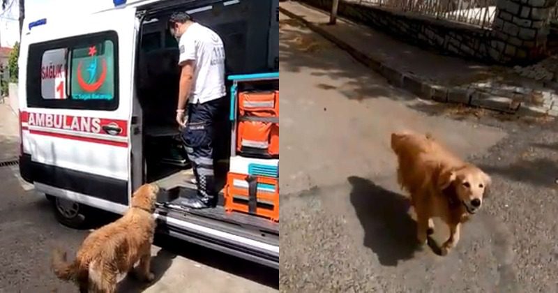dog turc 60c3284a5fb7c