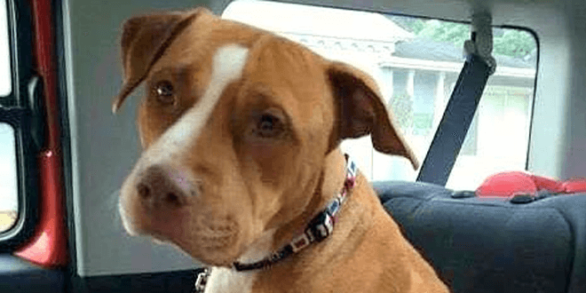 Nem volt hajlandó elhagyni a menhelyet legjobb barátja nélkül az örökbefogadott pitbull