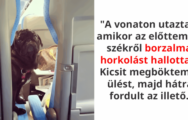 ezek az allatok bearanyozzak a napod.jpg