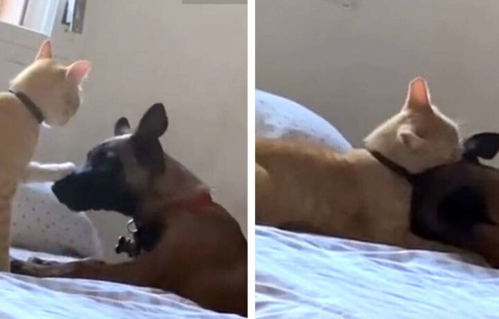 A macska, aki csak akkor mutatta ki igazi érzéseit, amikor kutyája bajba került 6 flatten 14
