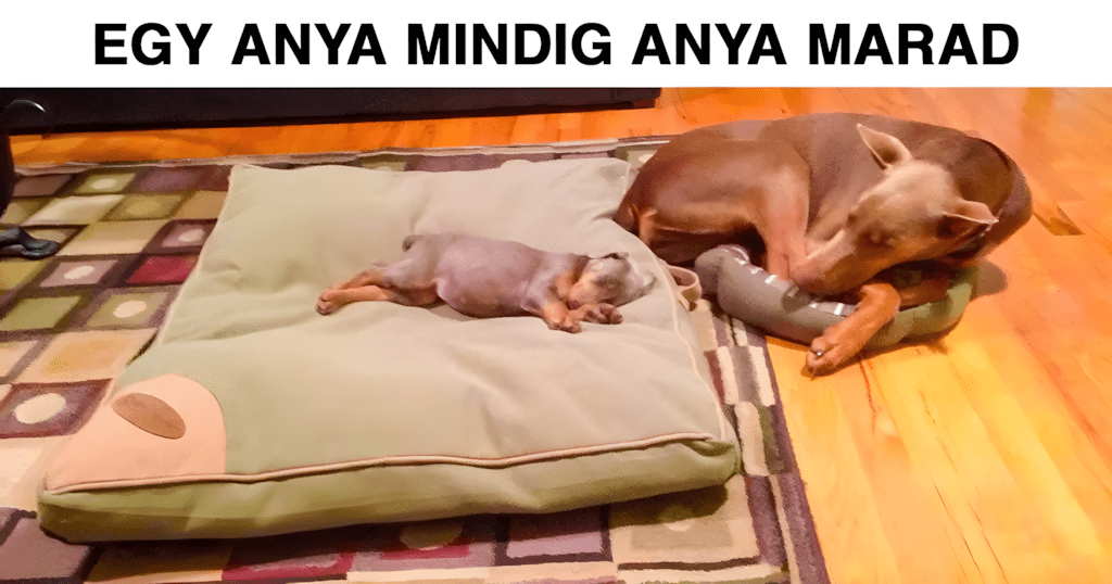 foto ami meg a legjegesebb sziveket is megolvasztja.jpg
