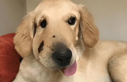 golden retriever mentette meg gazdaja eletet.jpg