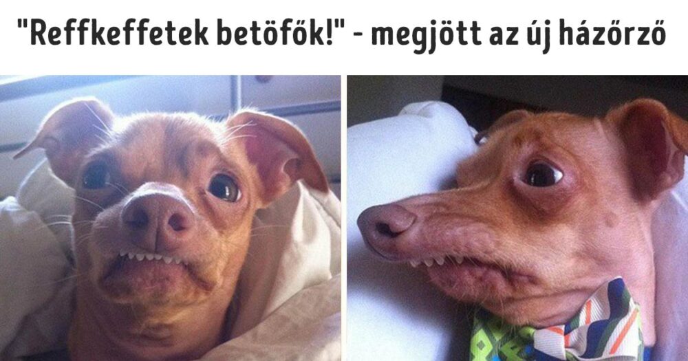 Hibásnak ítélt kisállatok, akik elrabolják a szívünket