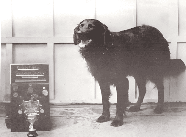 jack the dog