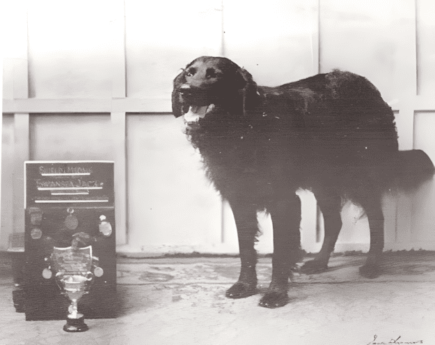 jack the dog