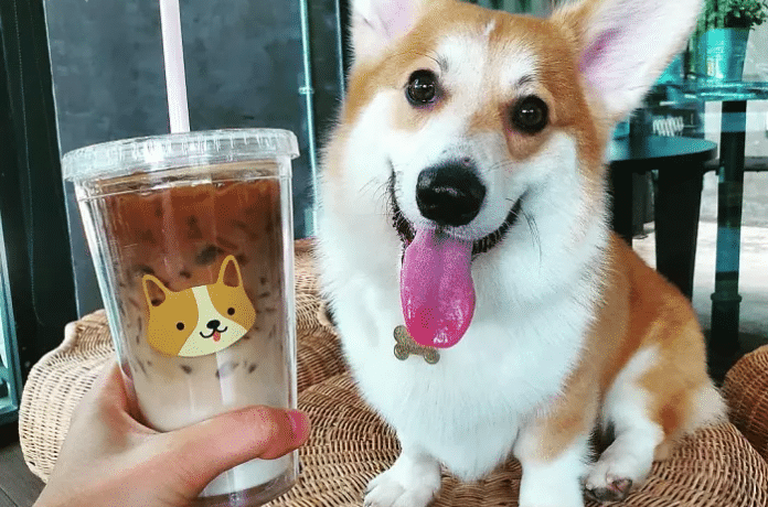 Corgik a kávézóban, boldog vendégekkel