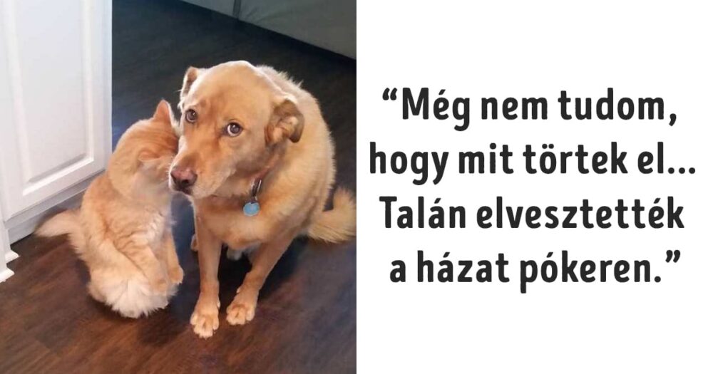 Kis kedvencek színészi arckifejezései