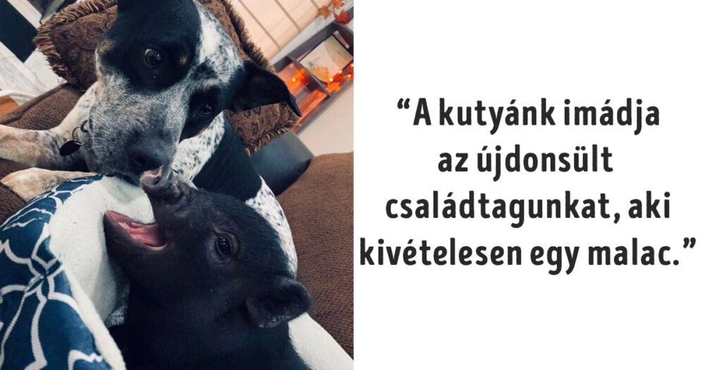 emberek házimalaccal élnek együtt