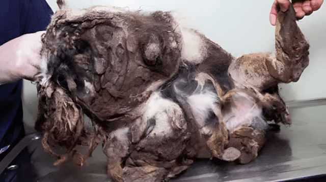 Egy járókelőnek csak kosz volt – nekik ő lett a világ legszebb kutyája 2 kutya atvaltozas2.jpg