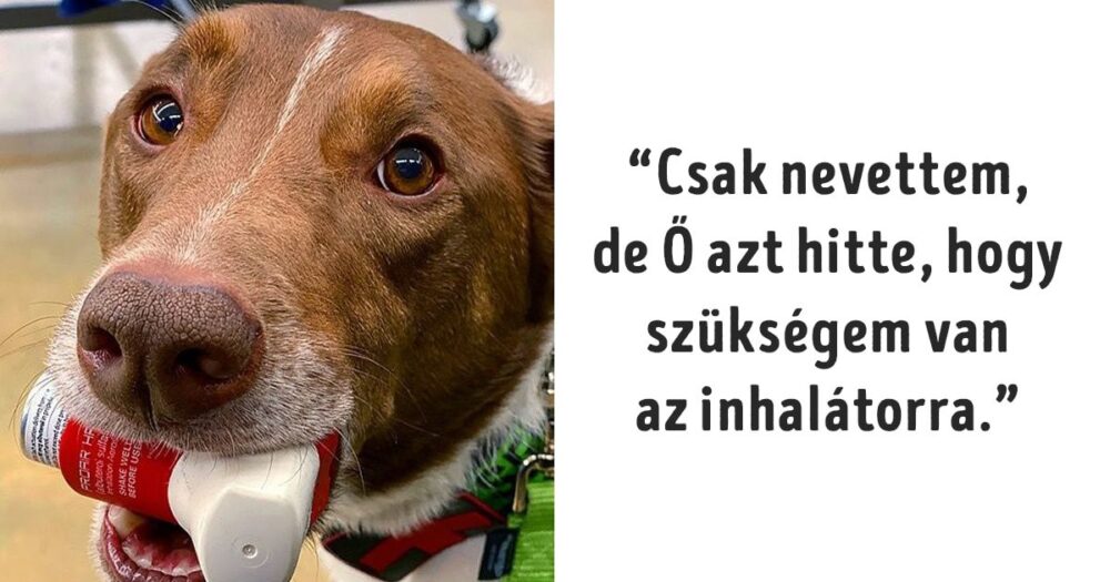 Különleges kutyák, akik segítik az embereket
