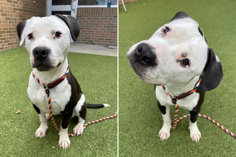 Ladybug, a rettegő menhelyi kutya, aki reszketett minden ember közeledtére – ma már boldogan él új családjával 2 ladybug dog