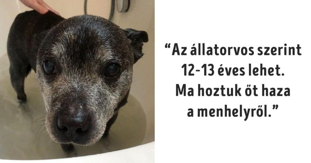 állatok-nem-számítottak-semmi-jóra