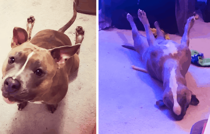 megmagyarazhatatlanul viselkedik a pitbull.jpg