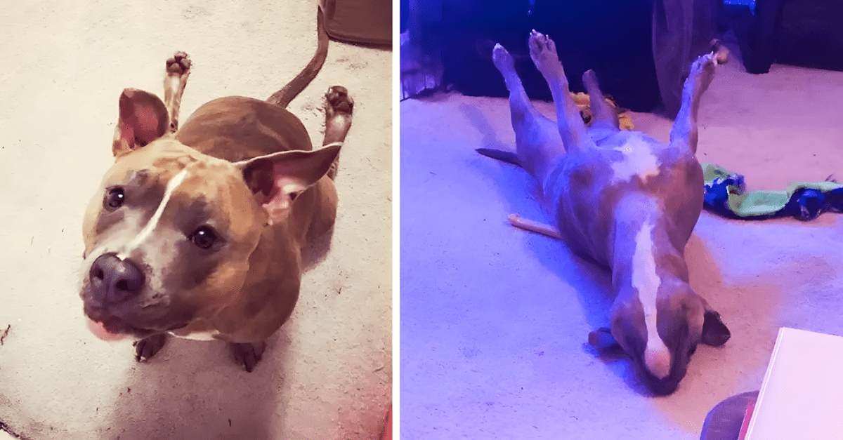 megmagyarazhatatlanul viselkedik a pitbull.jpg
