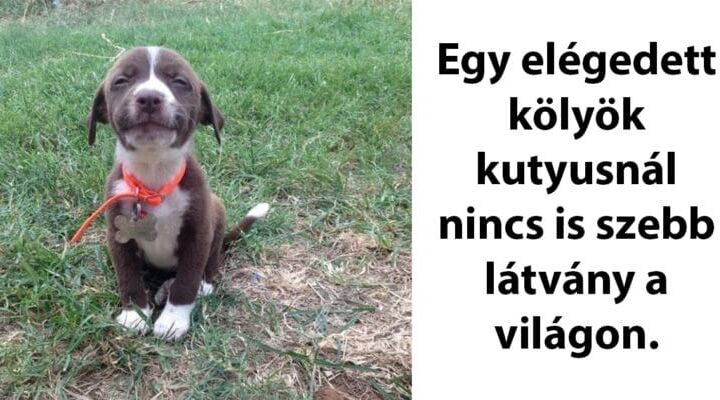 jópofa állatok