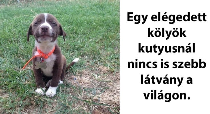 jópofa állatok