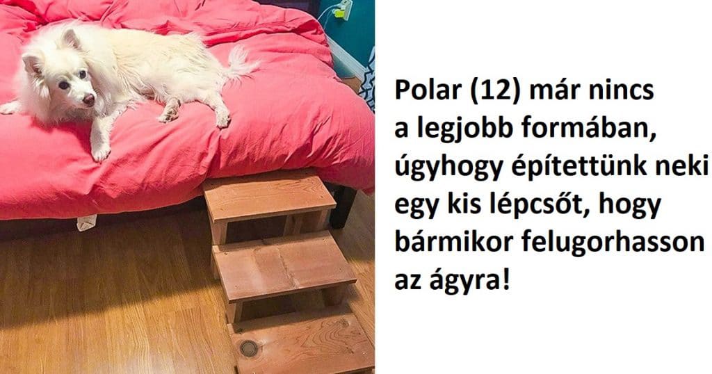 Öreg kutyák és macskák, akik a család szeretett tagjai
