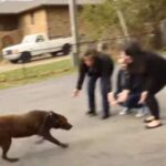 Chuckie, az eltűnt labrador boldogan találkozik családjával