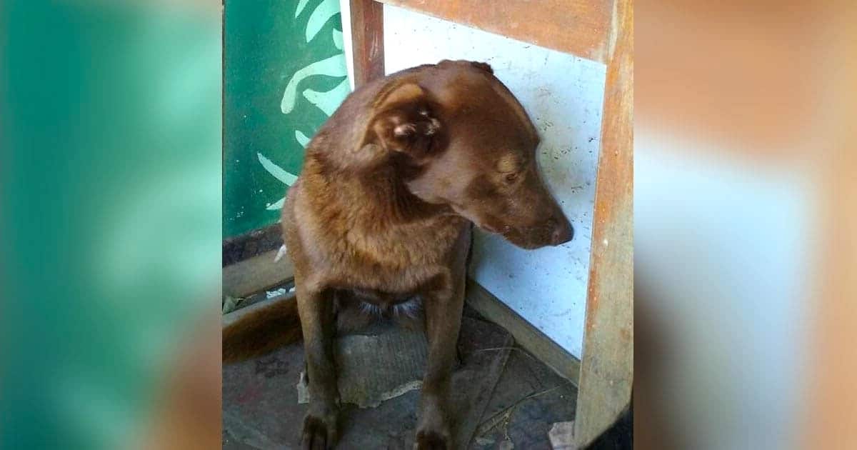 Pakita, a kutya boldogan visszatér régi gazdájához