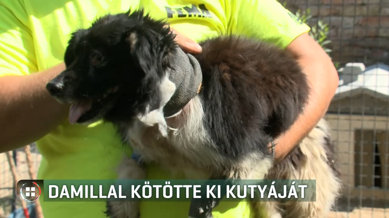 pamacs kutya damil kikotes mentes image 6b2b38171dd58d84b93bc90a4612