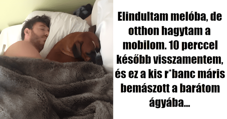 pofatlan kutyak.png