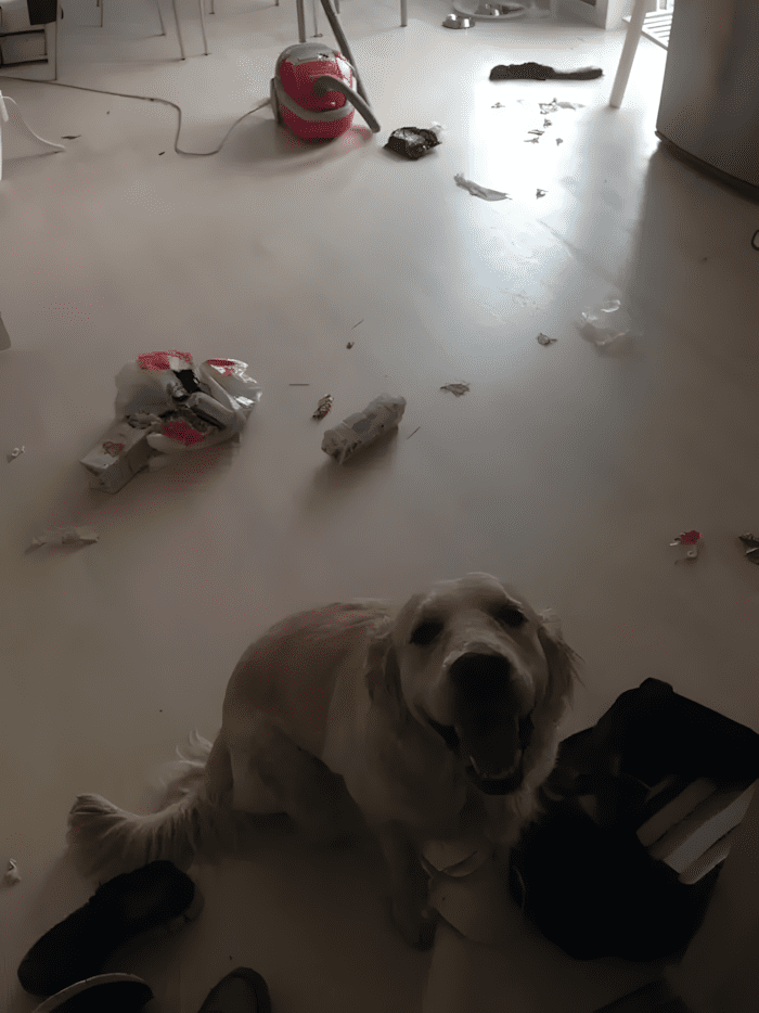 „Én? Nem csináltam semmit!” – Így unatkoznak a kutyák, ha egyedül maradnak 4 rendetlen kutyak 004.jpg