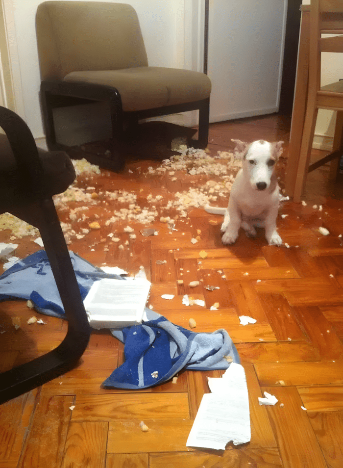 „Én? Nem csináltam semmit!” – Így unatkoznak a kutyák, ha egyedül maradnak 6 rendetlen kutyak 006.jpg