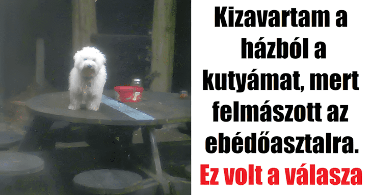 rossz allatok.png