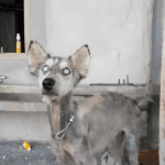 teljesen atalakult a csont es bor husky2.jpg
