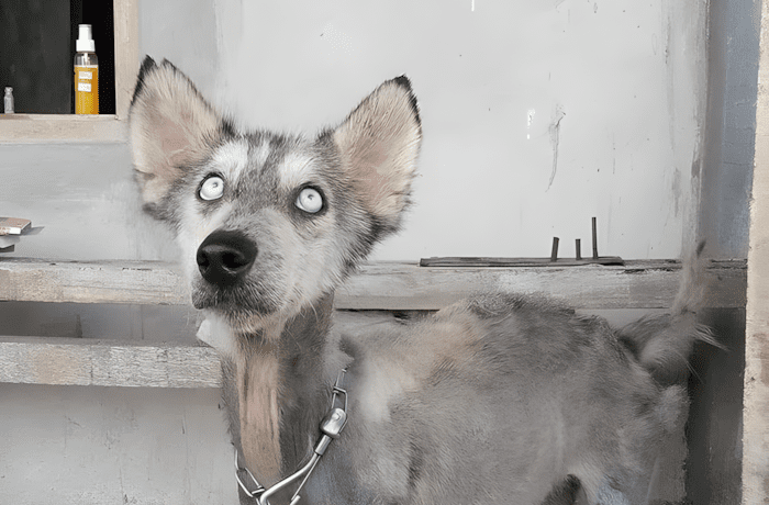 teljesen atalakult a csont es bor husky2.jpg