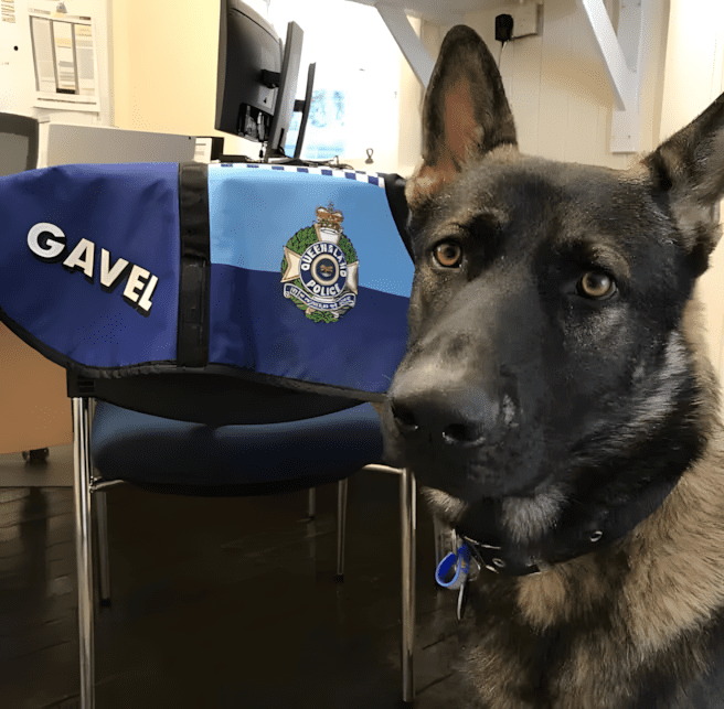 Gavel, a nyalogatós nyomozó, akit kirúgtak – majd újra karriert csinált 5 tul kedves nemet juhaszkutya4.jpg