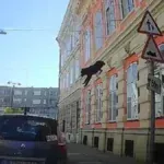 kutya kiesett az ablakon