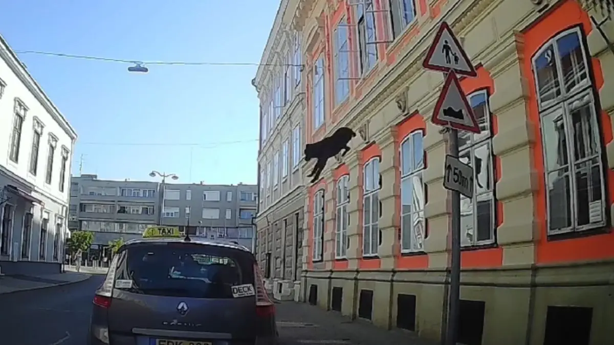 kutya kiesett az ablakon
