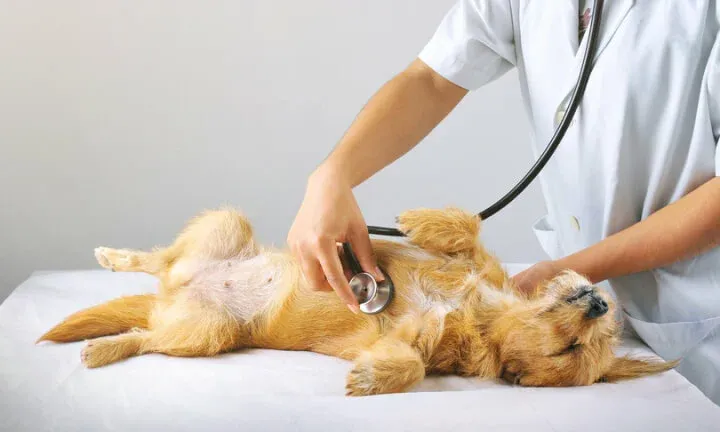 dierenartstraining hond bang 800x432 1