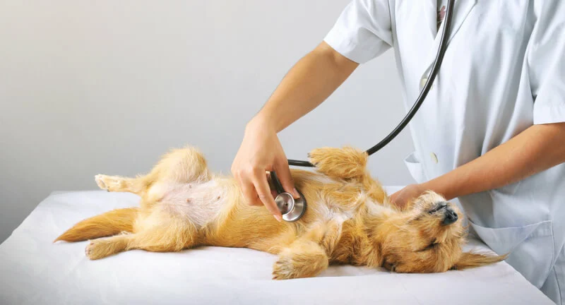 dierenartstraining hond bang 800x432 1