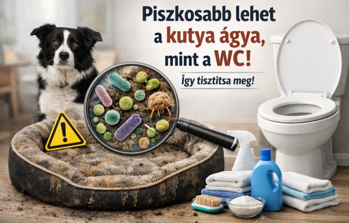 Piszkosabb lehet a kutya ágya, mint a WC – ezért fontos a rendszeres tisztítás 3 ChatGPT Image 2026. marc. 27. 12 34 51