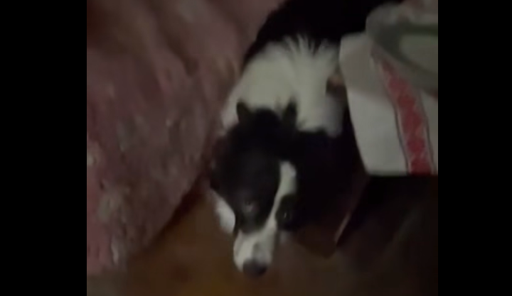 Két évig élt bezárva Budapesten Tirana: végül megmenekült a border collie 4 Kepernyokep 2026 03 27 122932