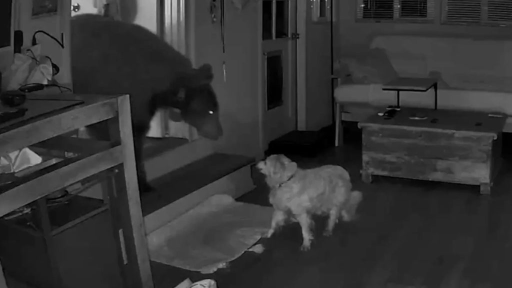 84243695007 bear v dog 1024x576 1