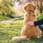 Arany retriever a viragos parkban