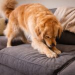 Arany retriever dorgolodik a kanapen