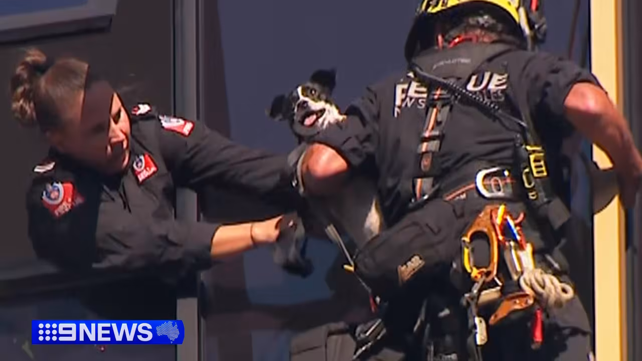 dog rescued from 13th storey ledge of sydney high rise VBOM3RVPFZBRJMPZG73OKUK52M
