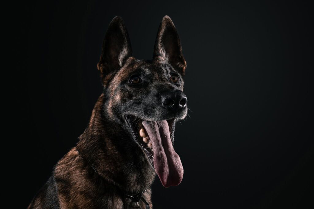 Tico, a legendás drogkereső kutya nyugdíjba vonult 1 671835448 969124562168873 6909976421599456969 n