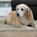 Idős labrador kutya otthon, a kutyák egészséges öregedését vizsgáló kutatásokhoz illusztráció